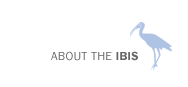 About the Ibis